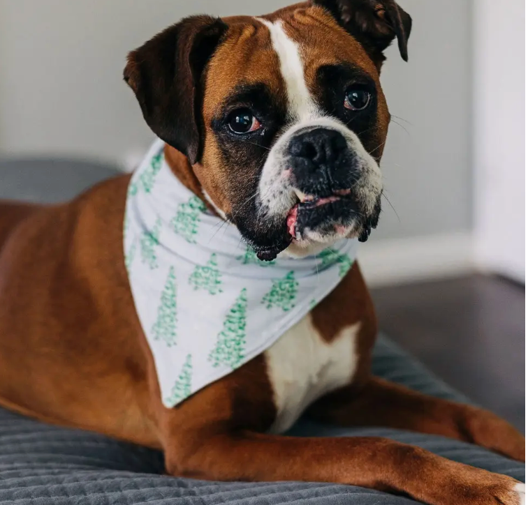 Christmas Tree Pet Bandana (click to see pink & blue options)